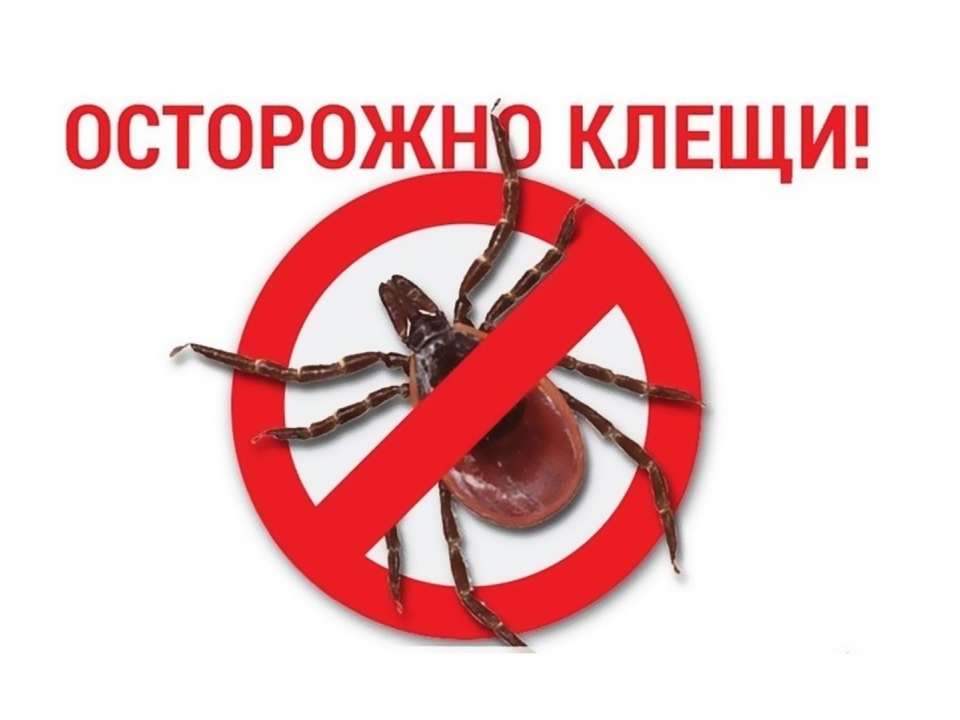 С приходом весны оживает природа, и просыпаются клещи.