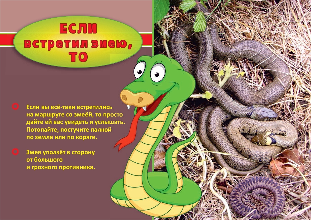 Правила поведения при встрече со змеей.