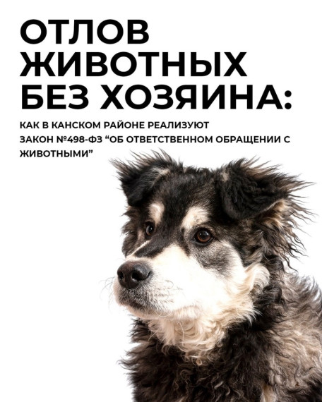 Отлов животных без хозяина. Отлов животных без хозяина.